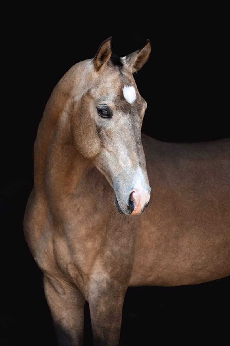 Akhal-Teke