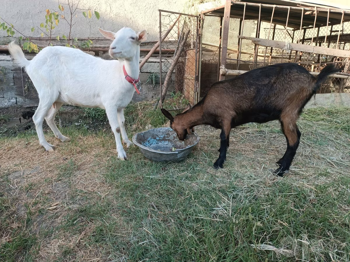 Saanen goat