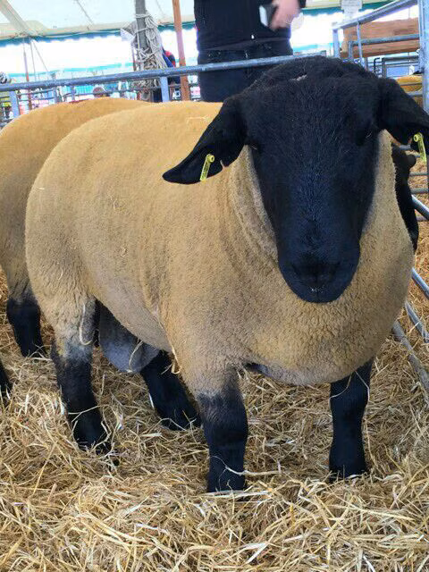 Dorper sheep