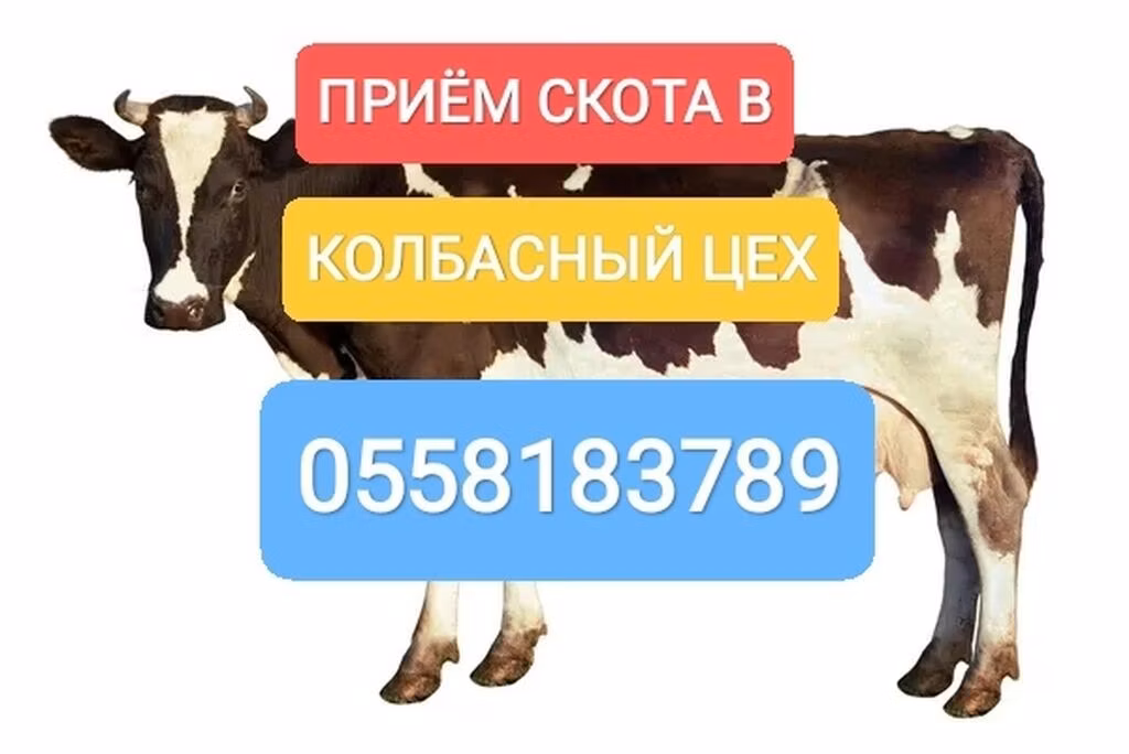 Холщинска порода