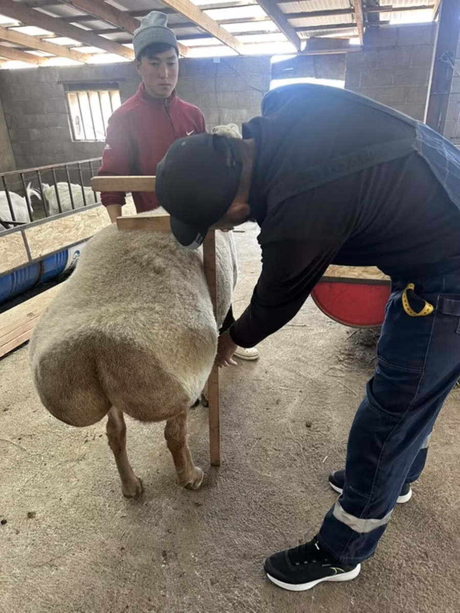 Arashan sheep