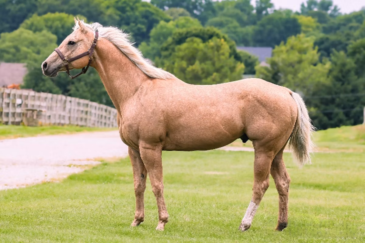 Quarter Horse