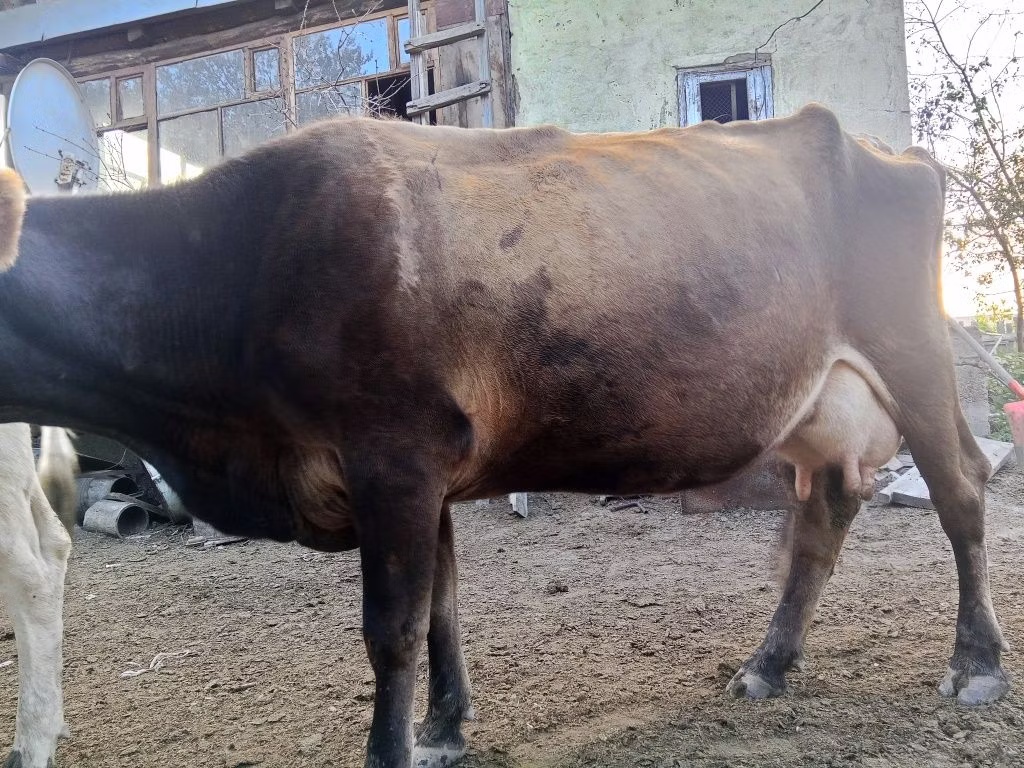 Raza Alatau