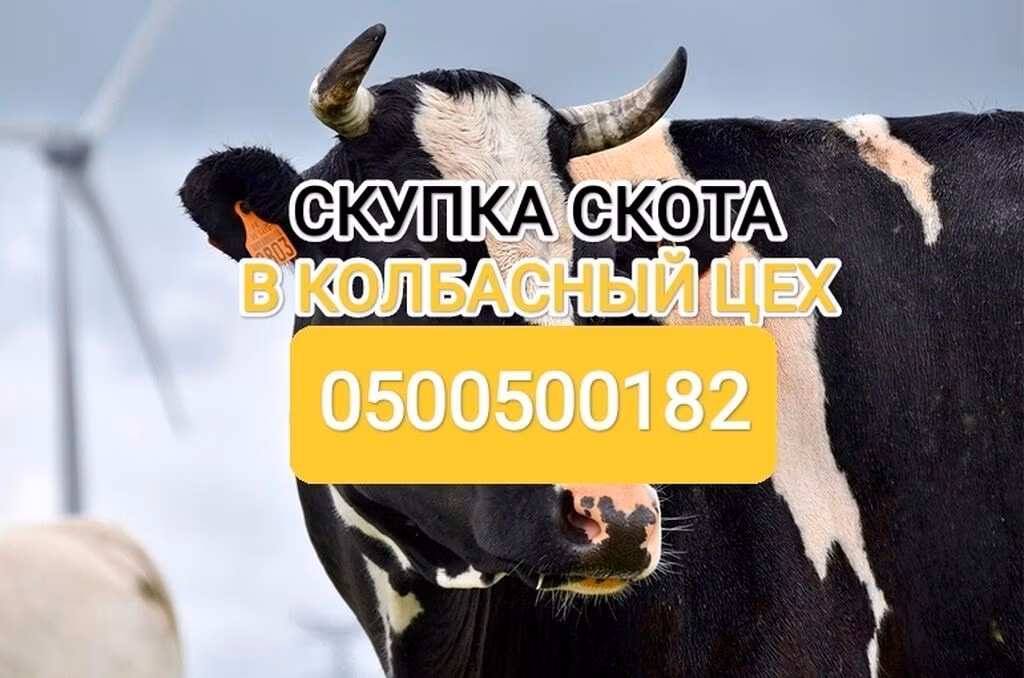 Холщинска порода