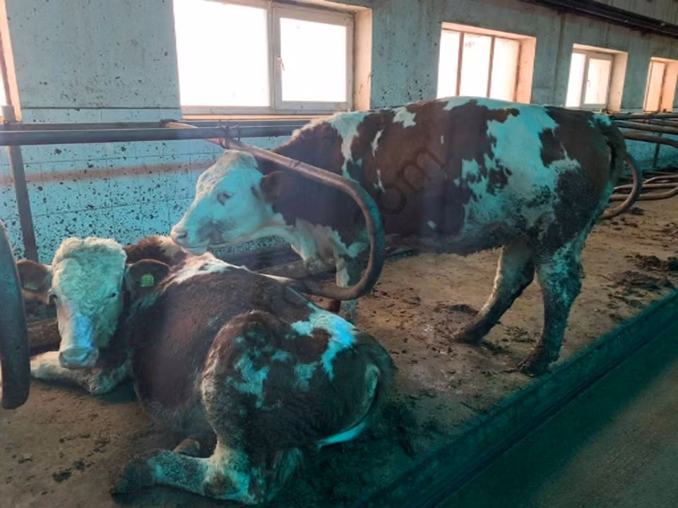 Simmental cattle