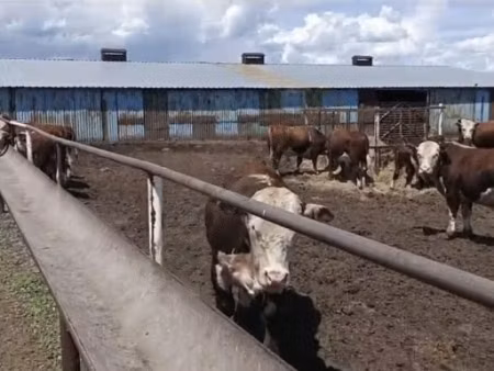 Vaca kazaja de cabeza blanca