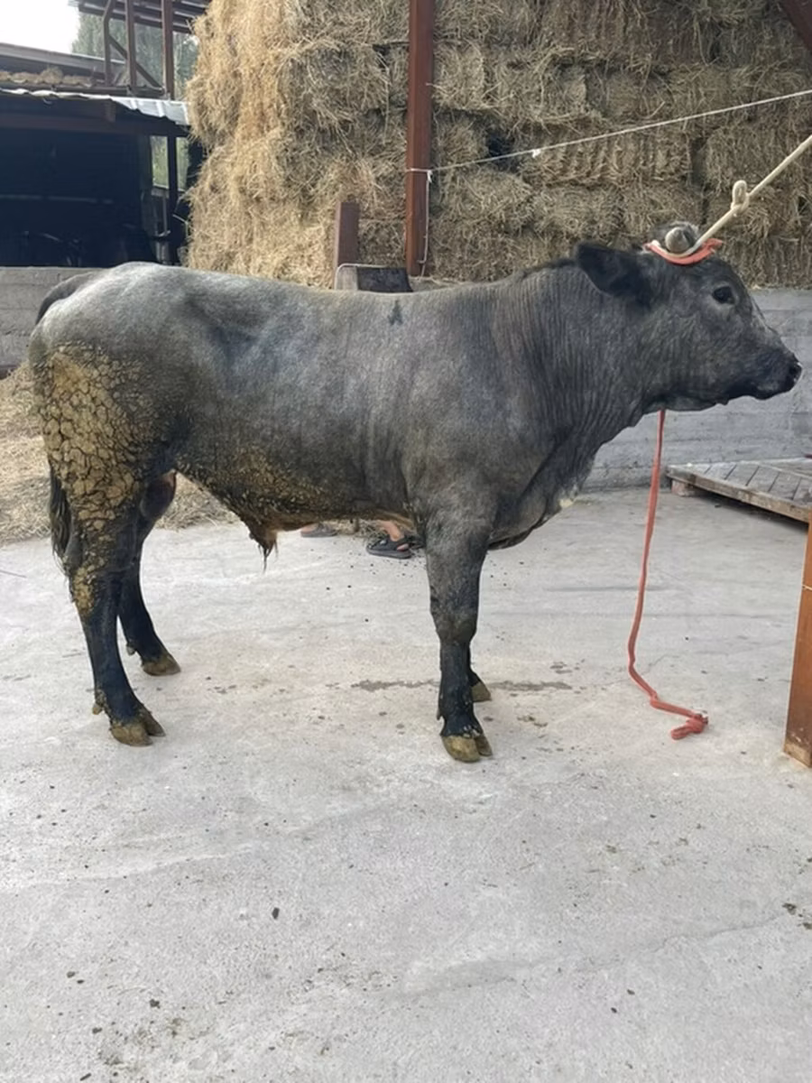 Azul Belga