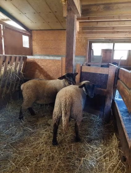 Baerchuke sheep