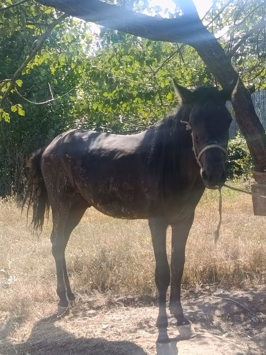 French Trotter