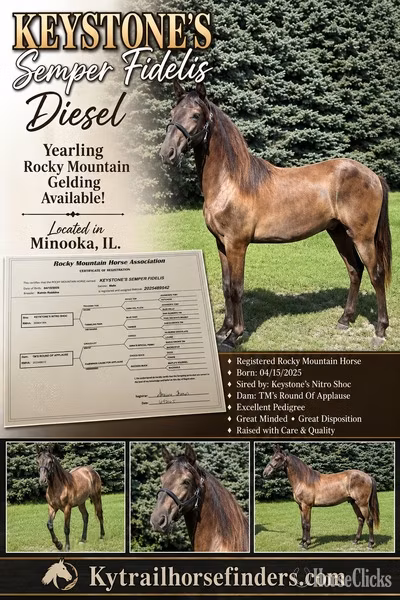 Rocky Mountain Horse