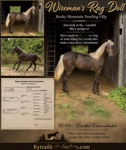 Rocky Mountain Horse