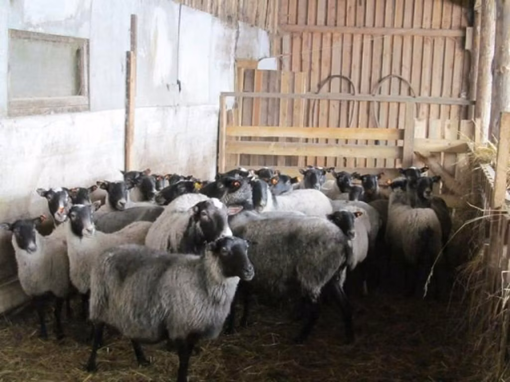 Romanov sheep