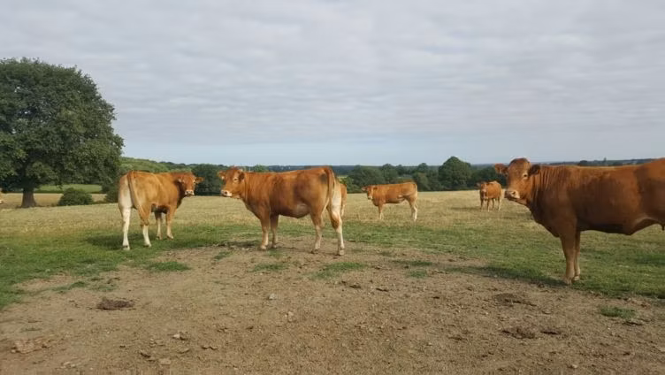 Limousin cow