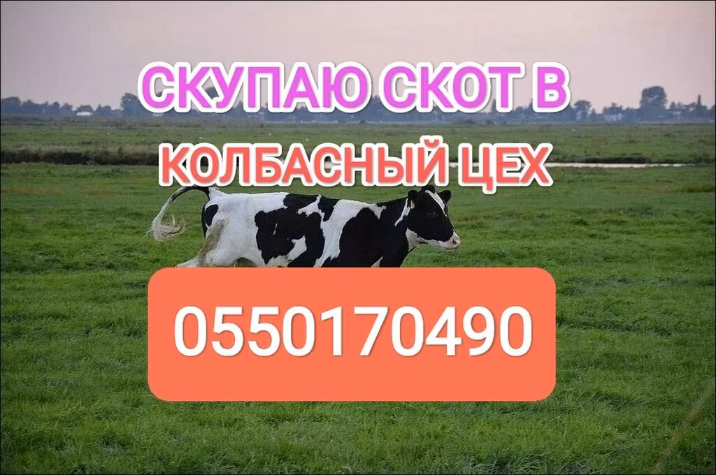 Холщинска порода