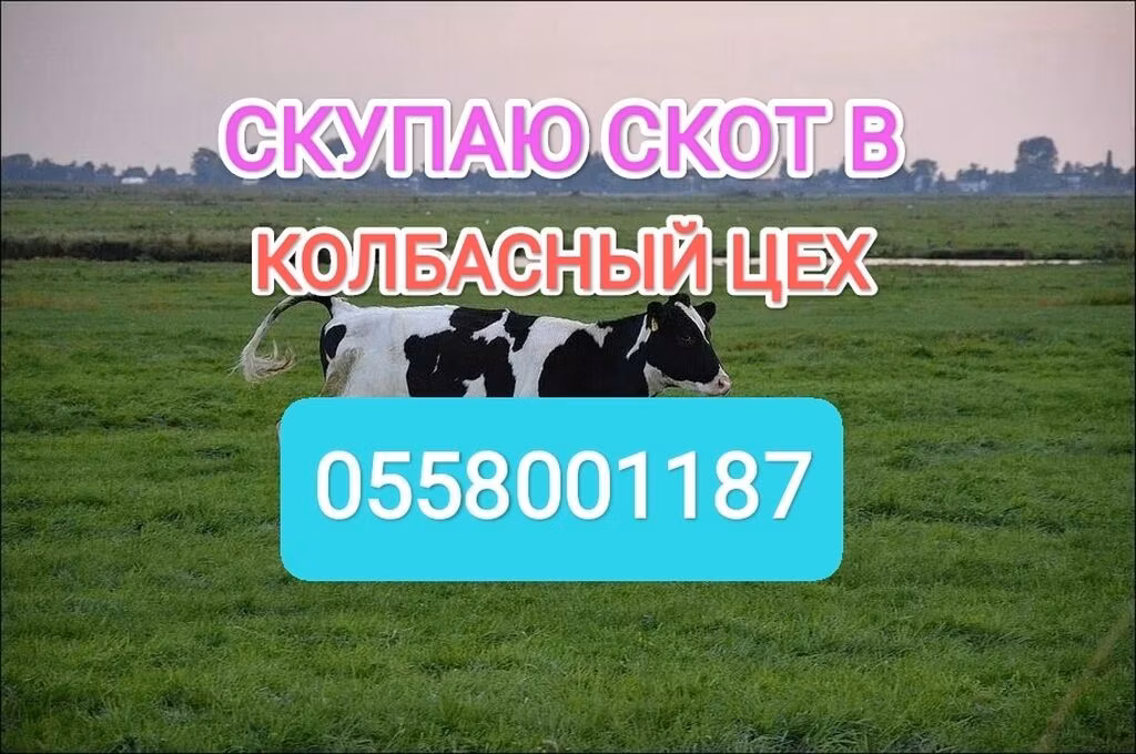 Холщинска порода