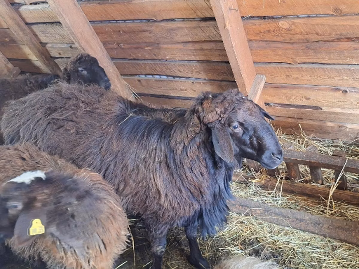 Edilbay sheep