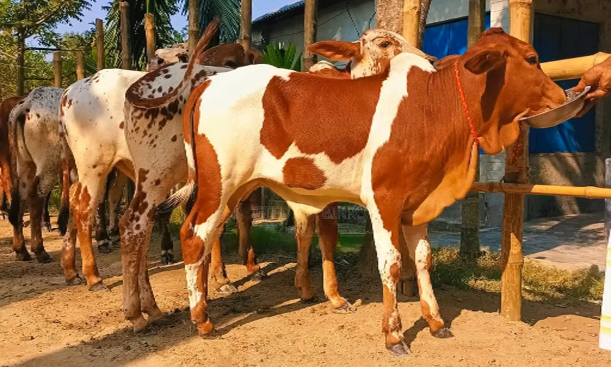 Búfalo