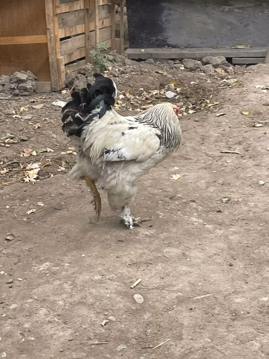 براهما