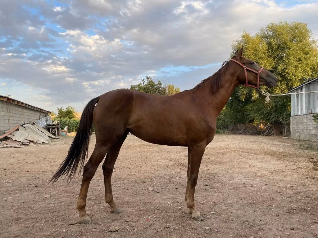 Canadian horse breed