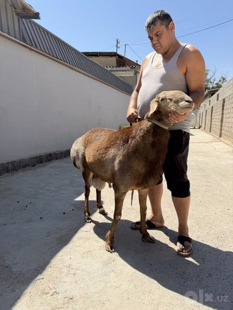 Arashan sheep
