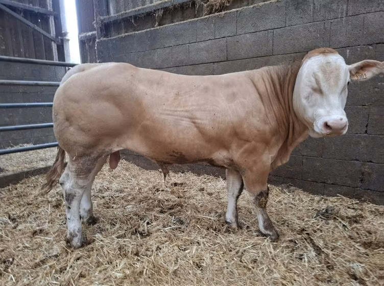 Blonde d’Aquitane cattle