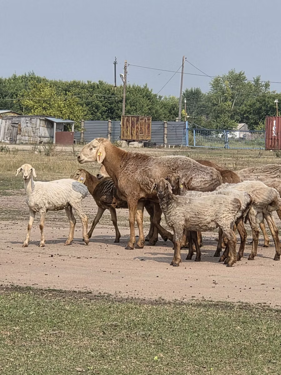 Hissar sheep