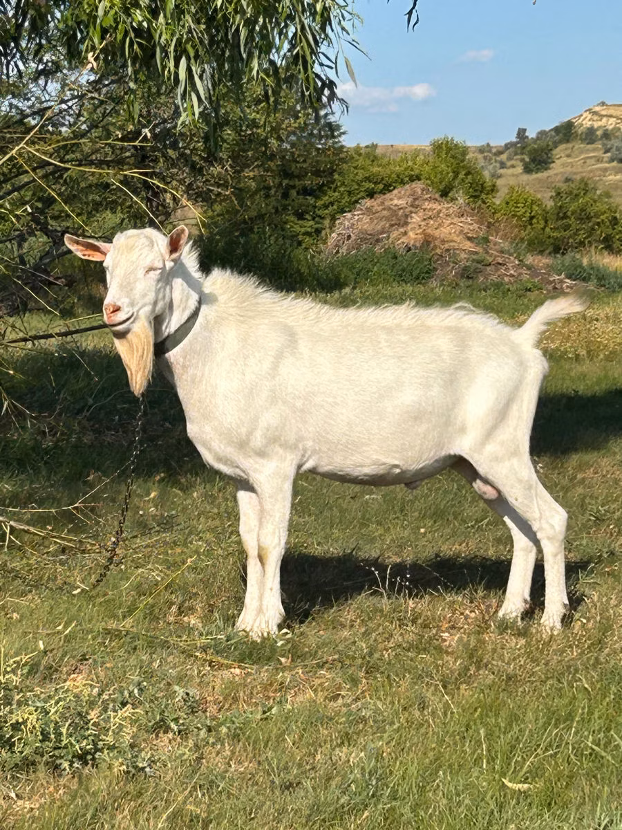Saanen goat