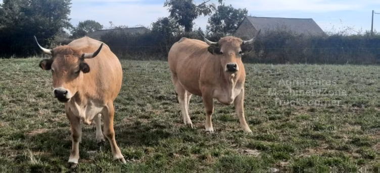 Aubrac cattle