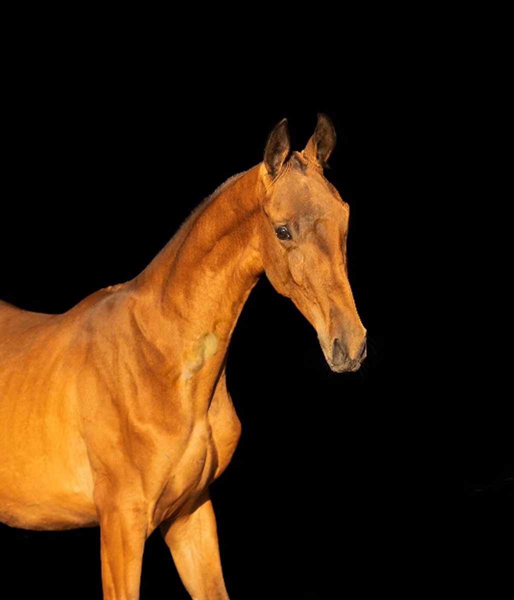 Akhal-Teke