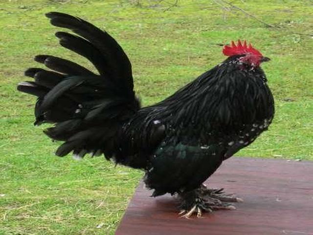 belgický bantam