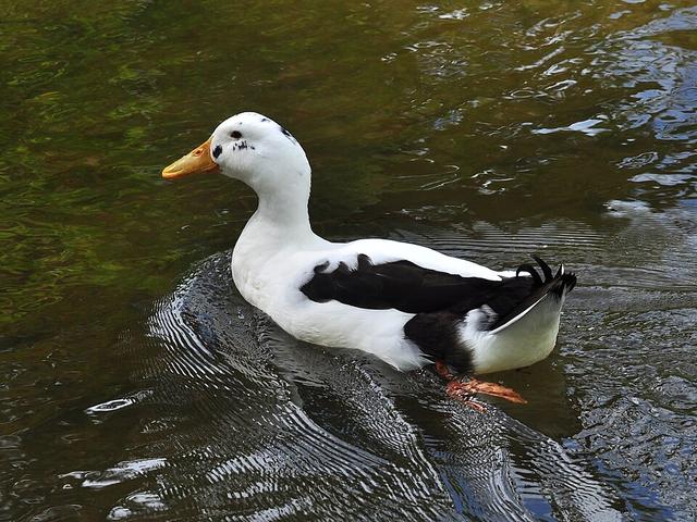 آنکونا
