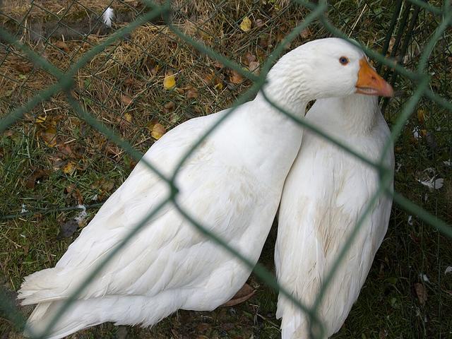чешка