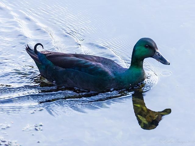 کایوگا